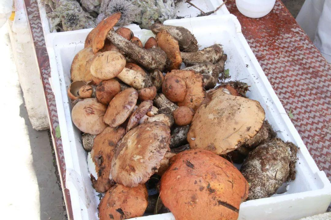 甘孜_2025年新澳今晚开奖资料,指摘重命名精选解析、解释与落实